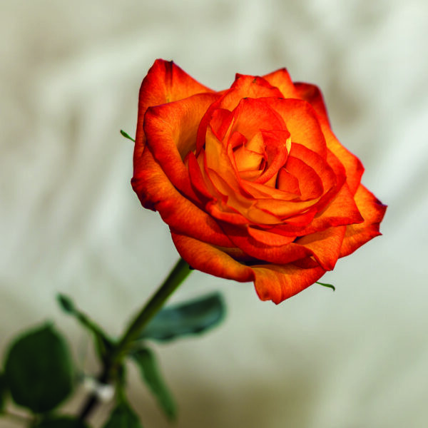 Carte d'art n° 2 : Rose flamboyante