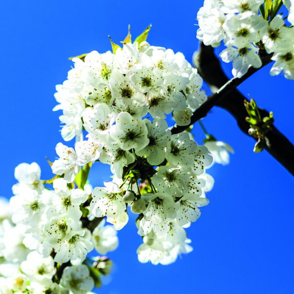 Carte d'art n° 8 : Cerisier en fleurs